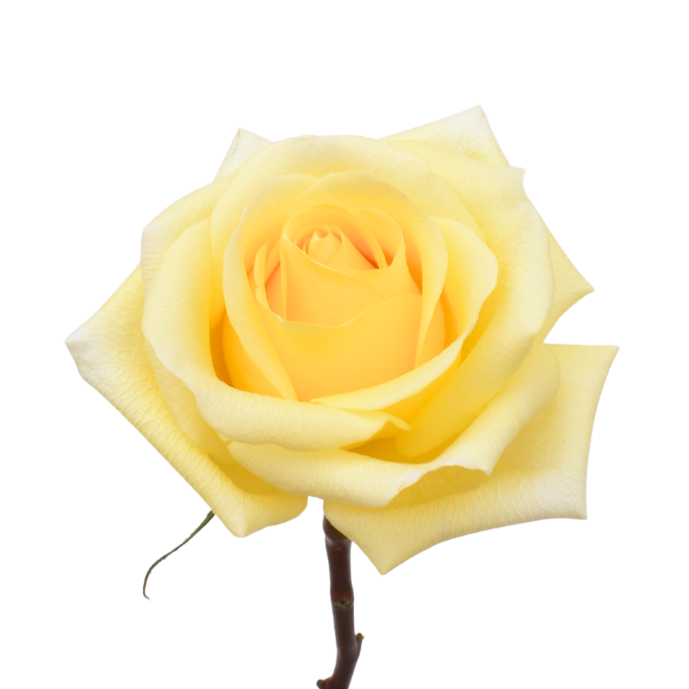 Sunny Day — wholesale