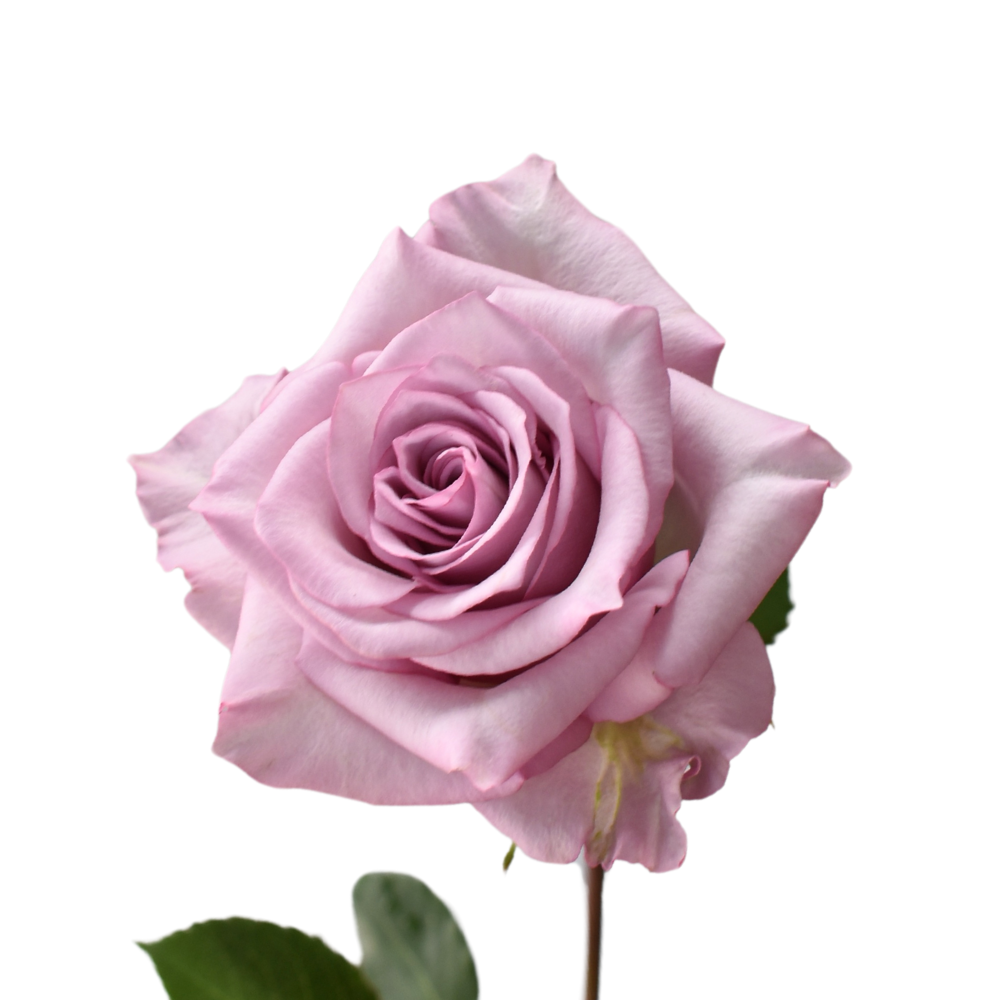 Sweet Amatista — wholesale roses