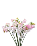 Sweet Pea Blush — wholesale roses