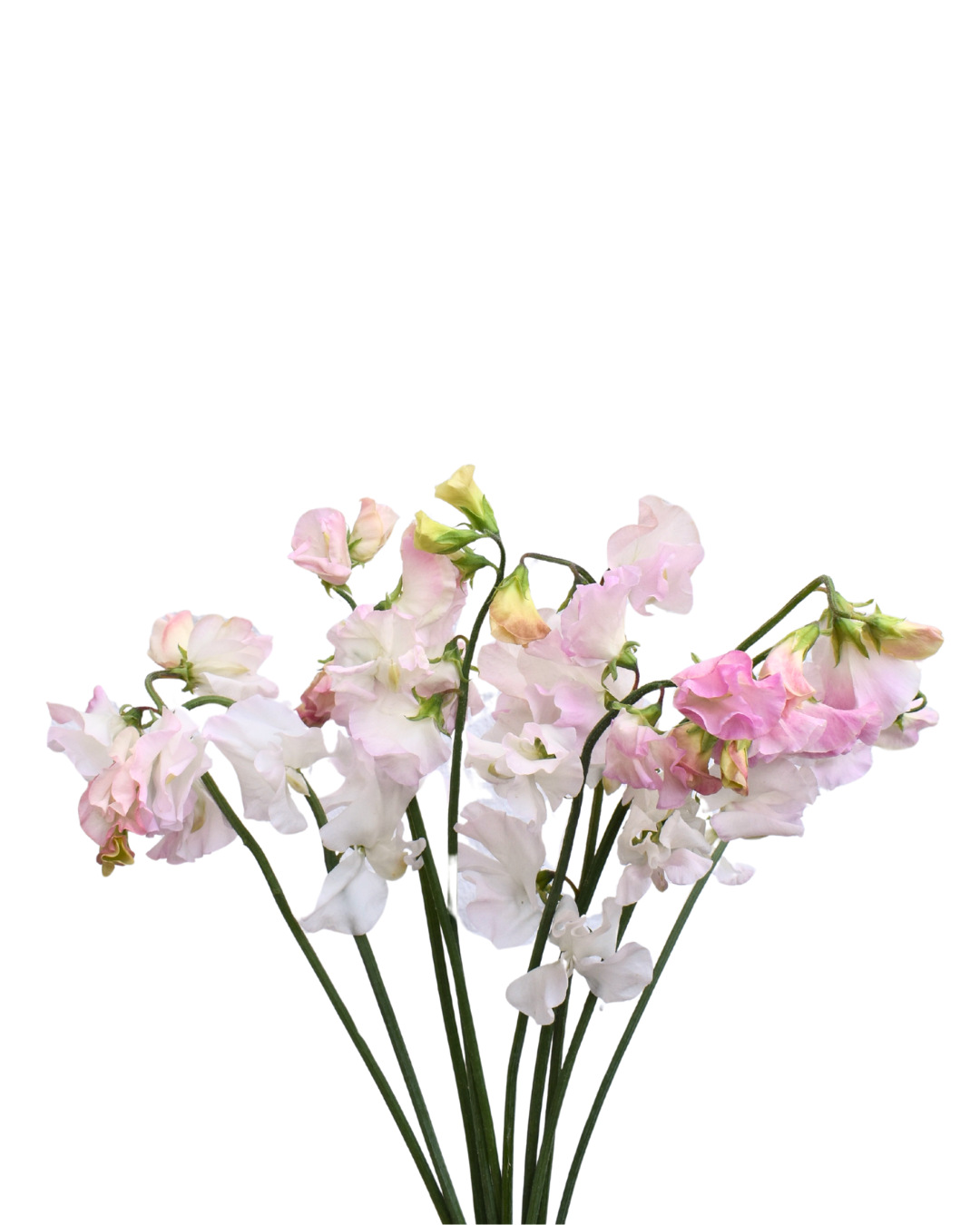 Sweet Pea Blush — wholesale roses
