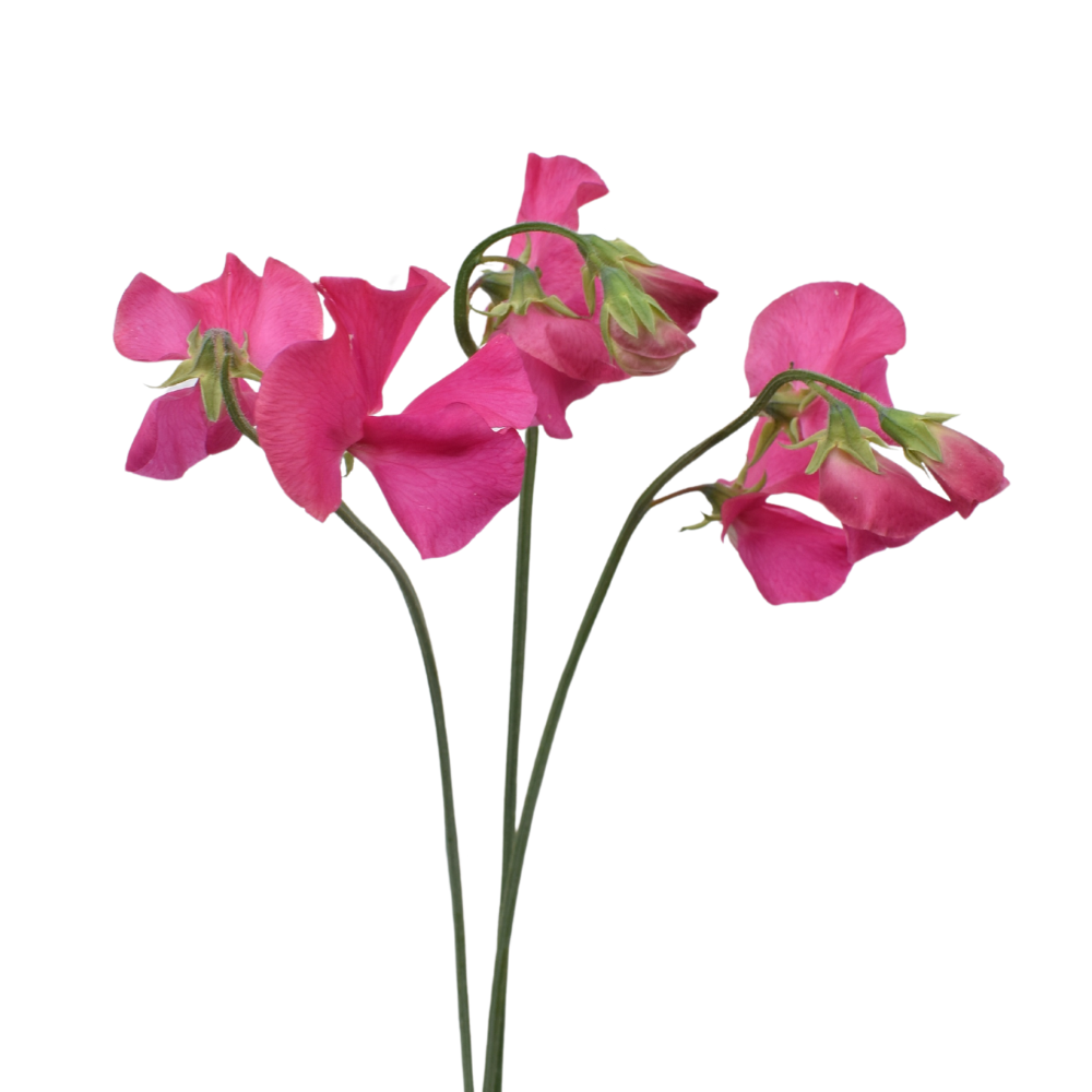 Sweet Pea Hot Pink — wholesale