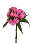 Sweet Williams Pink Dianthus — wholesale