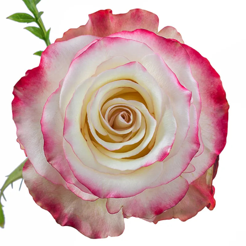 Sweetness Rose