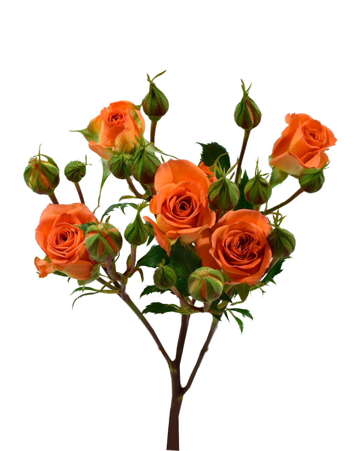 Saona Spray Rose — wholesale