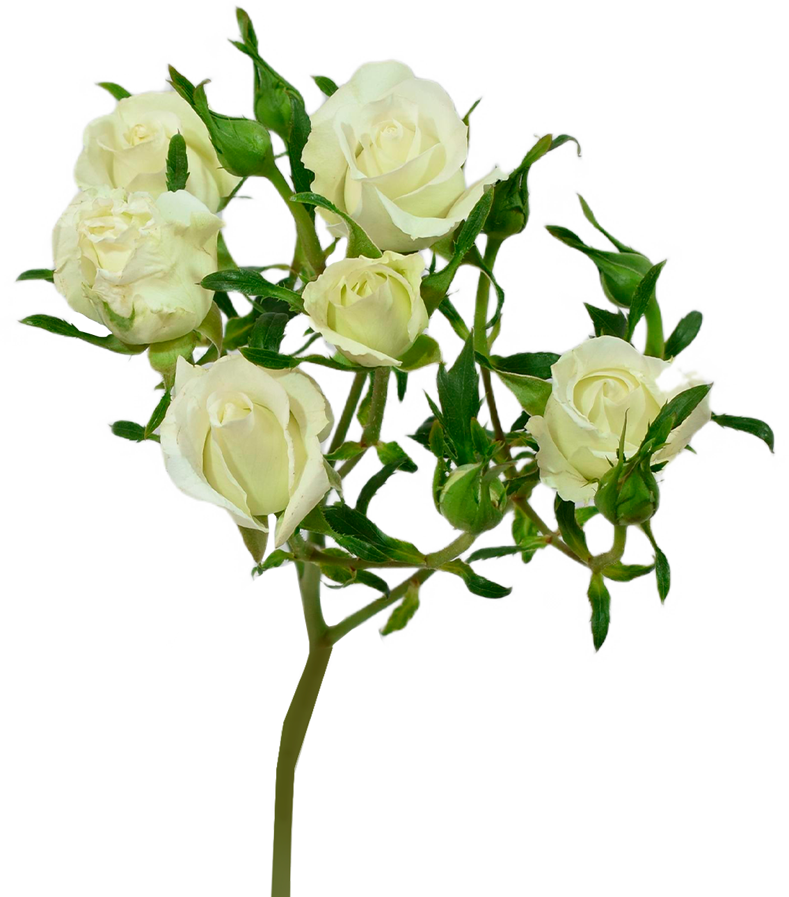 Shining Star Spray Rose — wholesale