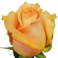Shukrani Rose, wholesale peach roses