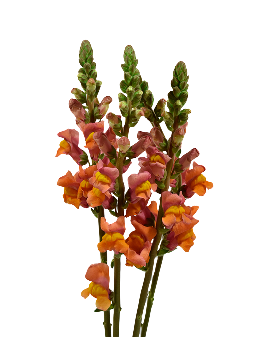 Snapdragon Orange — wholesale
