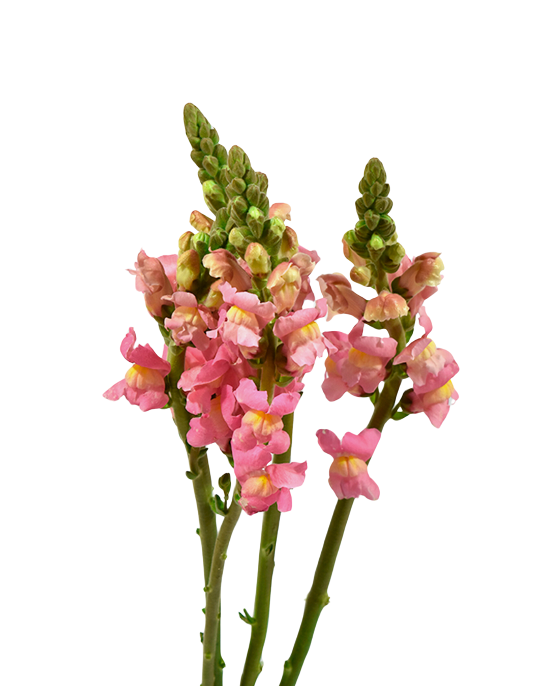 Snapdragon Pink — wholesale