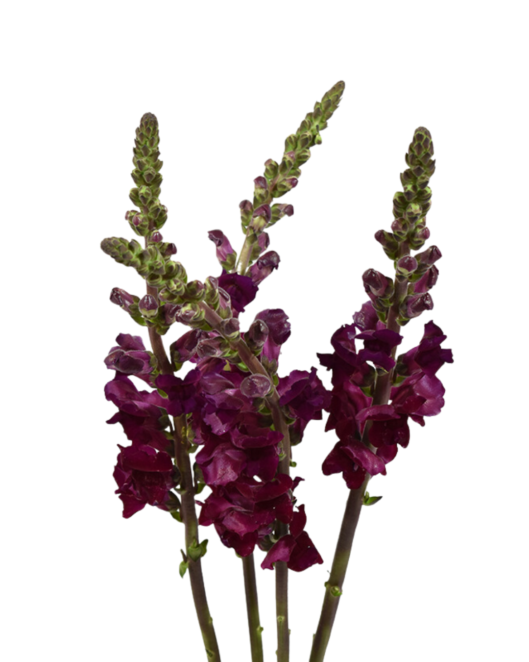 Snapdragon Purple — wholesale