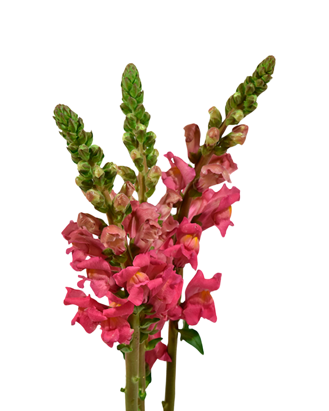 Snapdragon Rose — wholesale