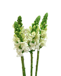 Snapdragon White — wholesale