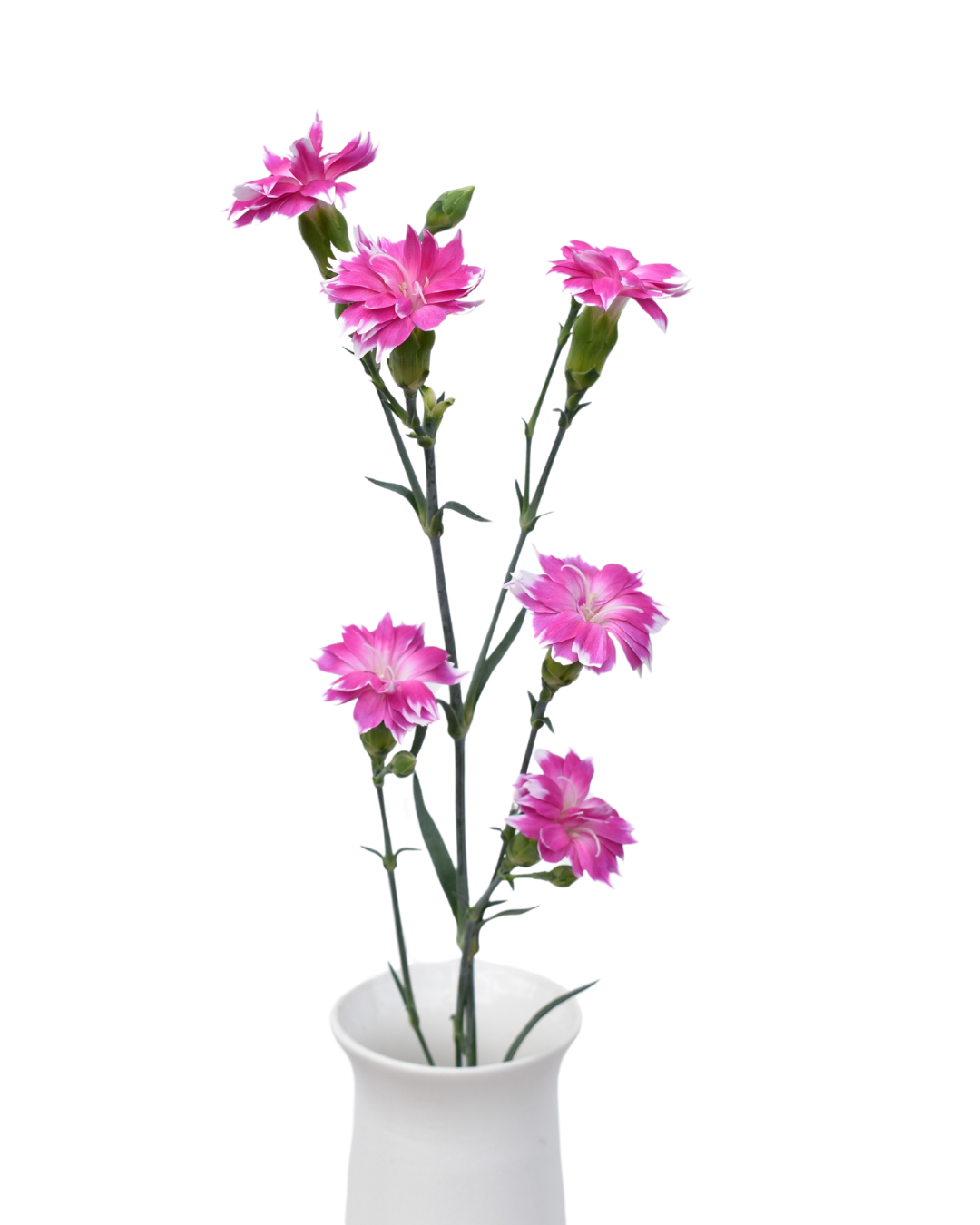 Solomio Clown Novelty Dianthus — wholesale