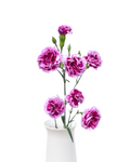 Solomio Trendy Tessino Dianthus — wholesale