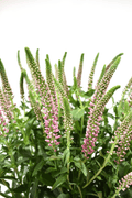 Spray Veronica Pink — wholesale