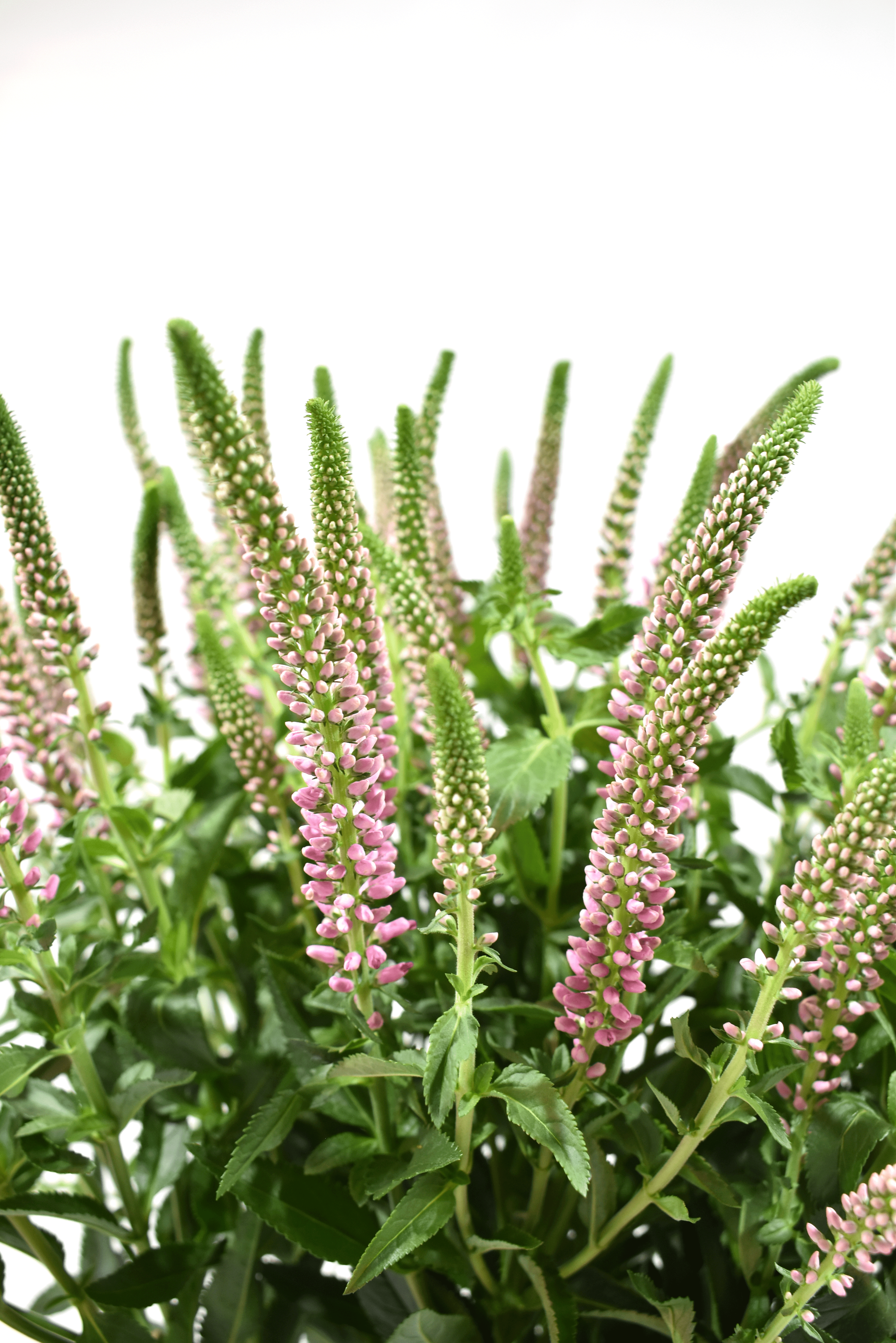 Spray Veronica Pink — wholesale