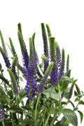 Spray Veronica Purple — wholesale