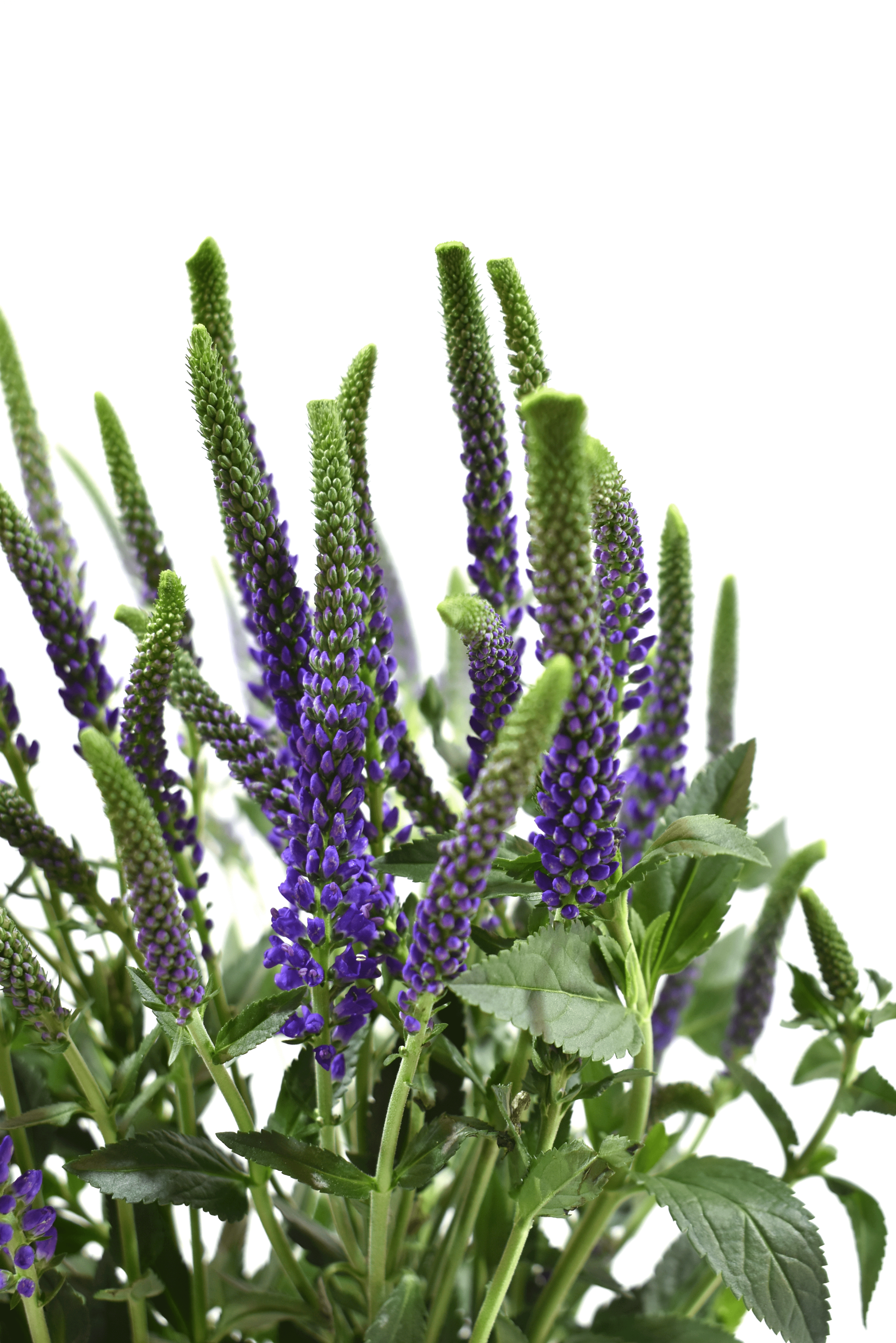 Spray Veronica Purple — wholesale
