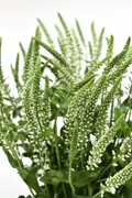 Spray Veronica White — wholesale