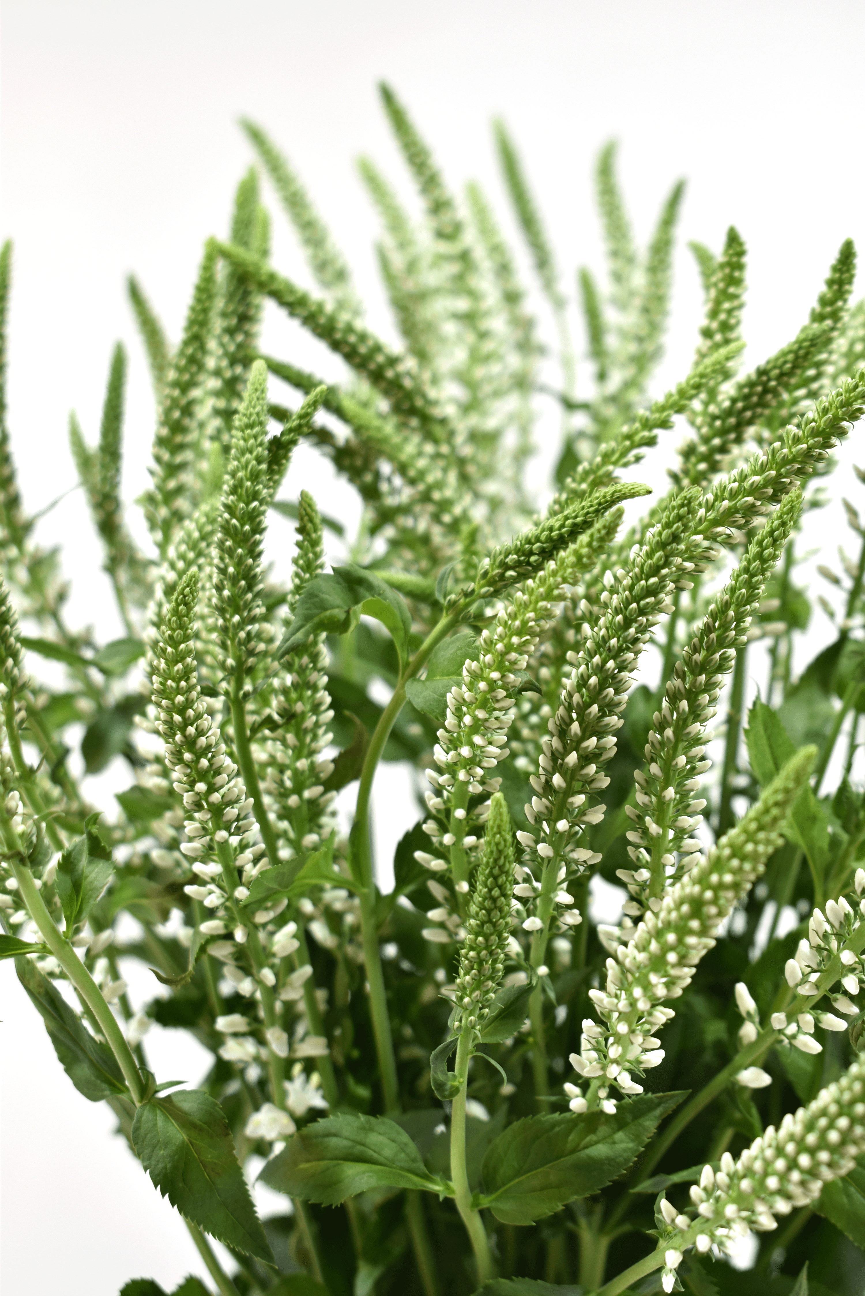 Spray Veronica White — wholesale