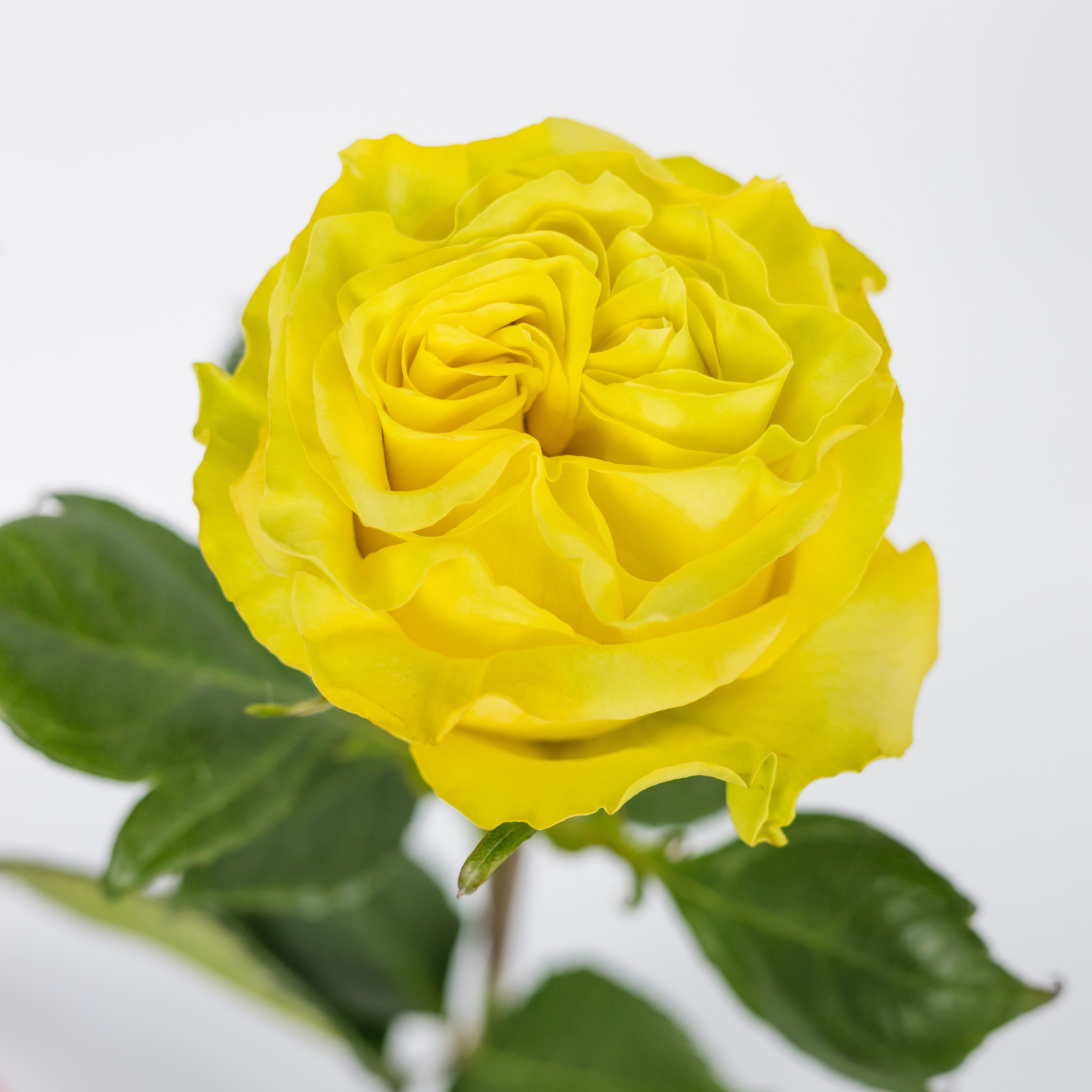Star Walker — wholesale roses