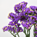 Statice Lavander — wholesale