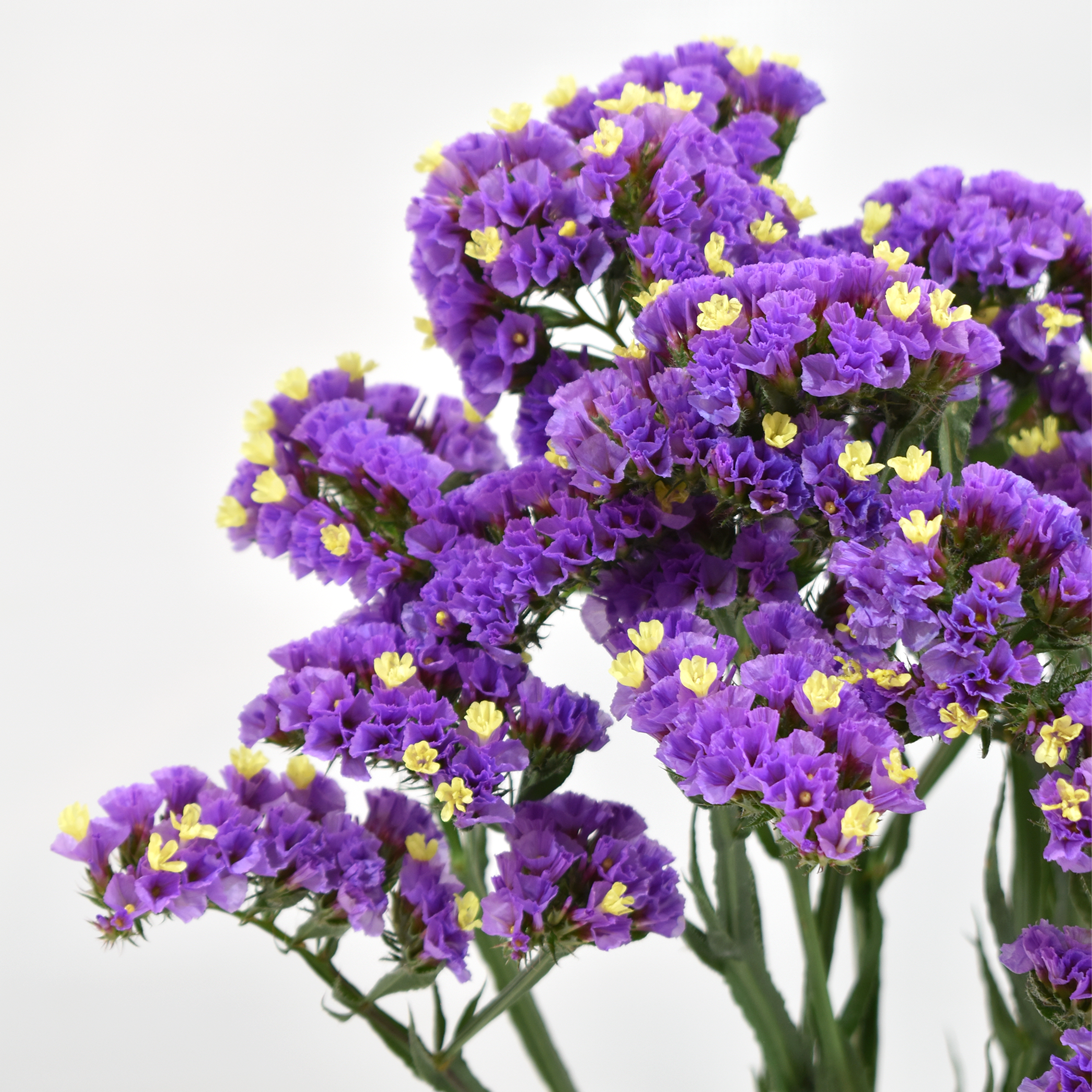 Statice Lavander — wholesale