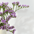 Statice Sinzil Lilae — wholesale