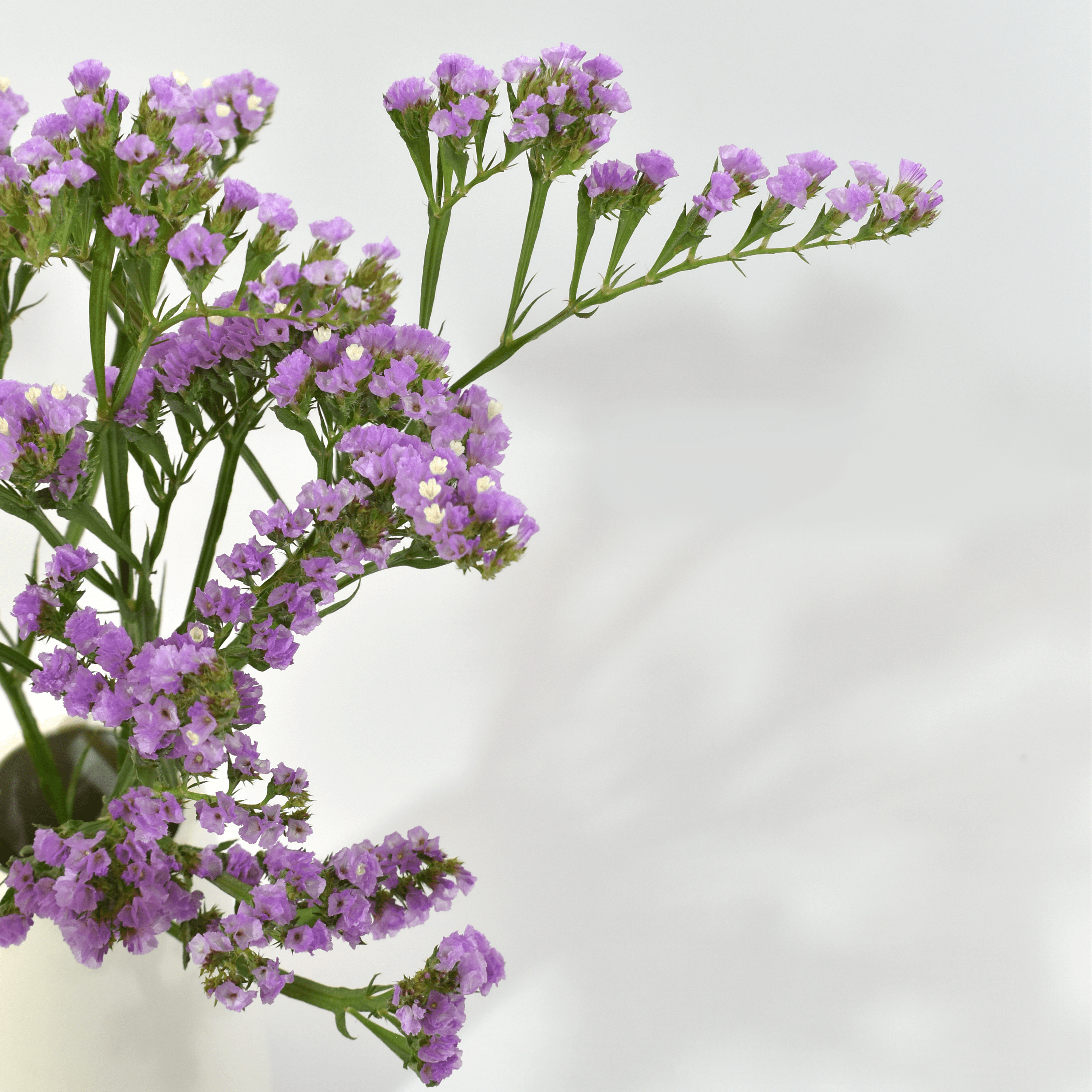 Statice Sinzil Lilae — wholesale