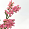 Statice Sinzil Pink — wholesale
