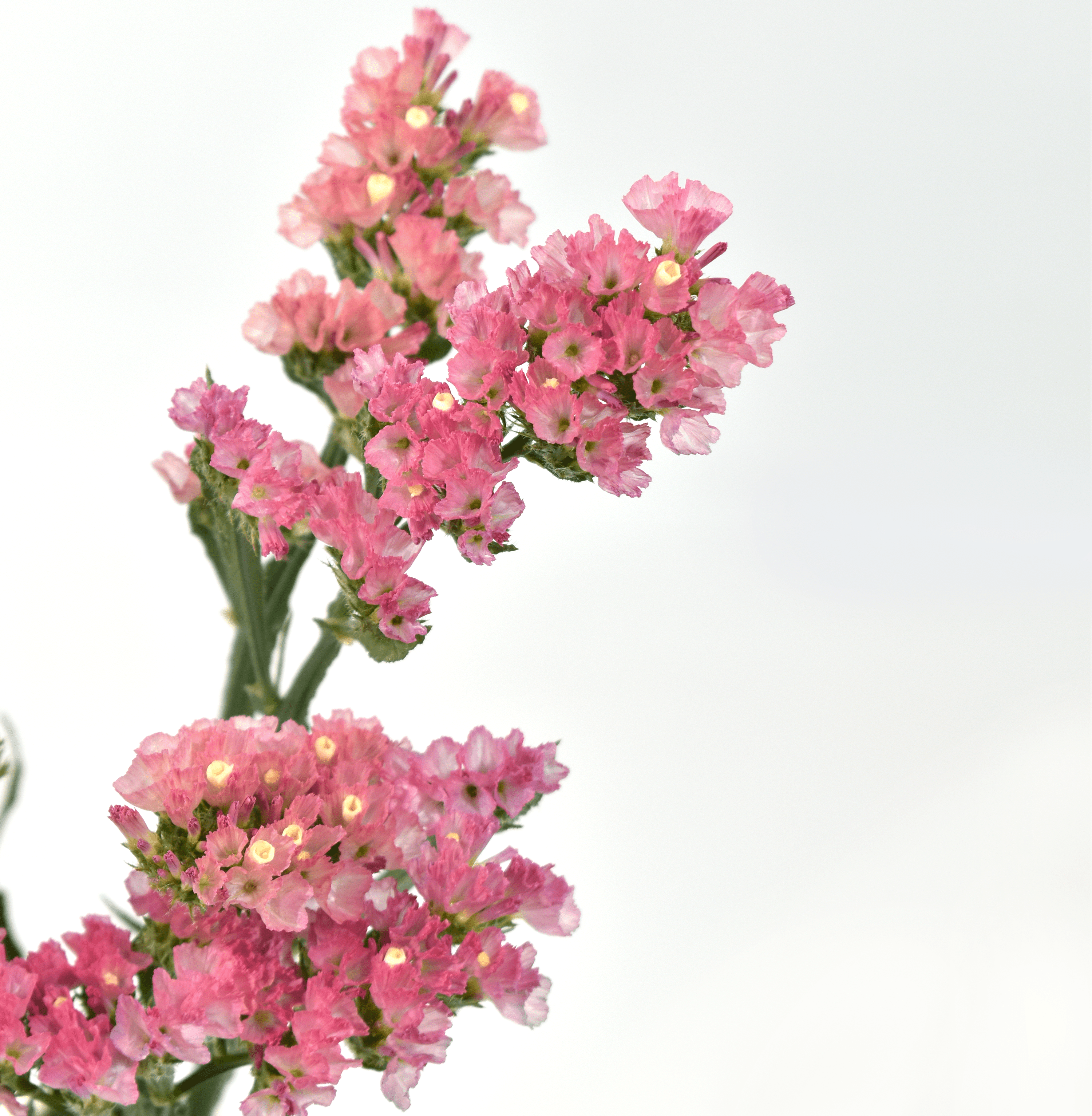 Statice Sinzil Pink — wholesale