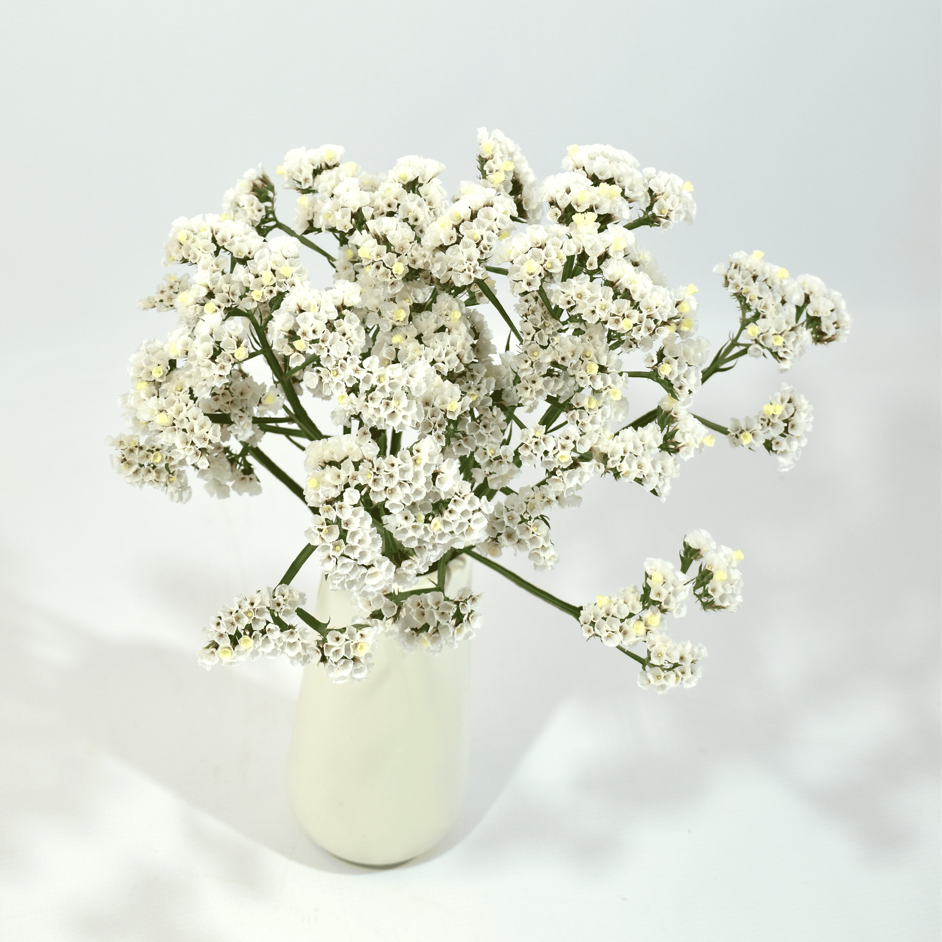 Statice Sinzil White — wholesale