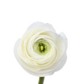 White Ranunculus — wholesale