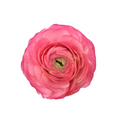 Coral Ranunculus — wholesale