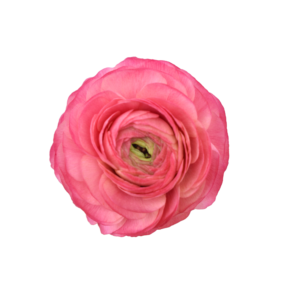 Coral Ranunculus — wholesale