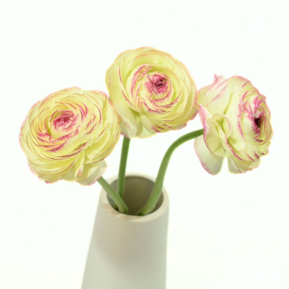 Felicidade Ranunculus — wholesale