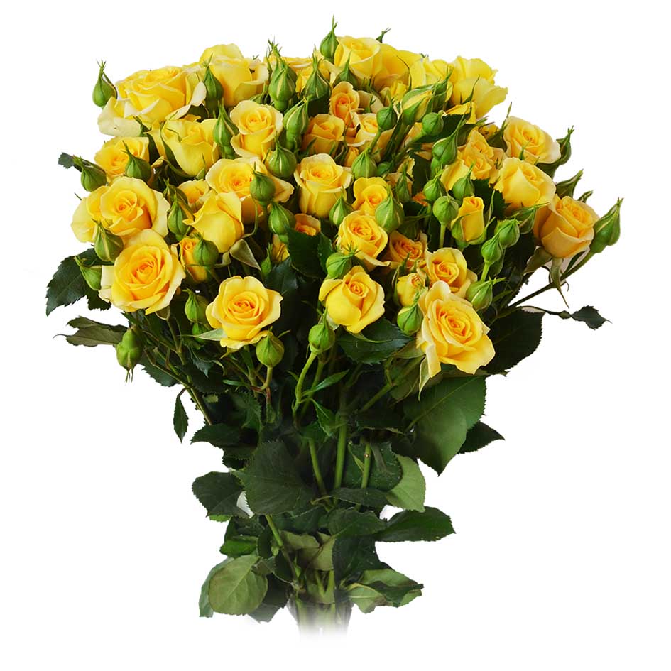 Sun City Spray Rose, wholesale yellow spray roses