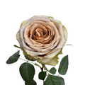 Teddys — wholesale roses