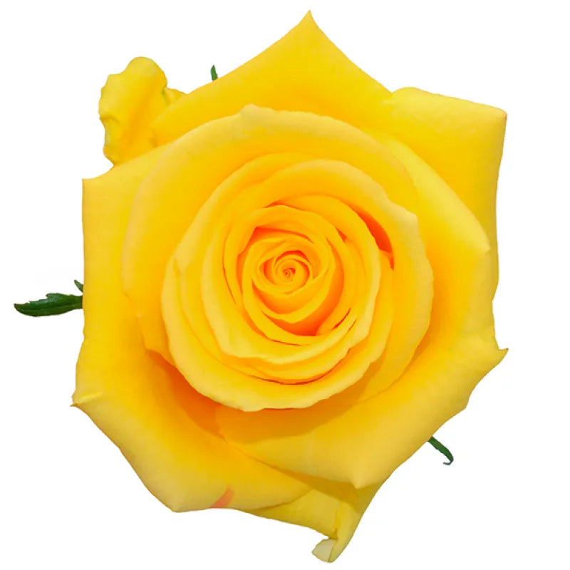Texas Rose