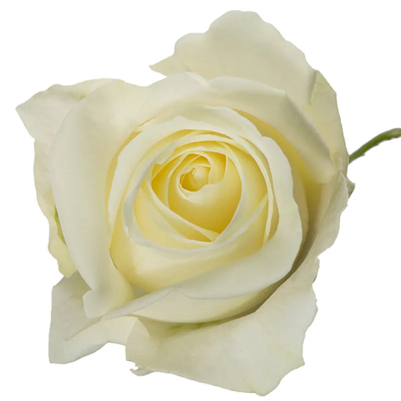 Tibet Rose