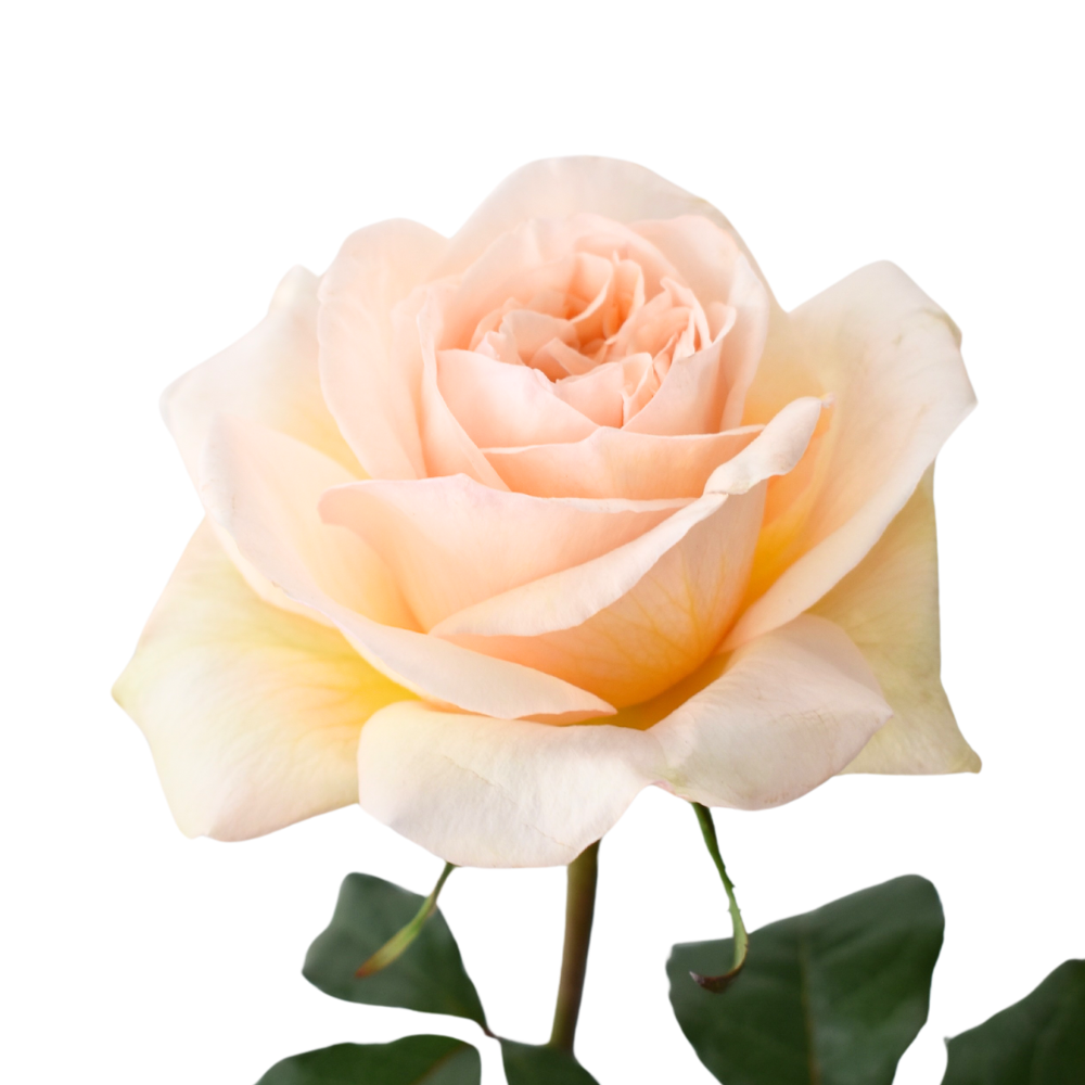 Tie Dye Garden Rose — wholesale