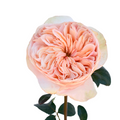 Tip Top — wholesale roses