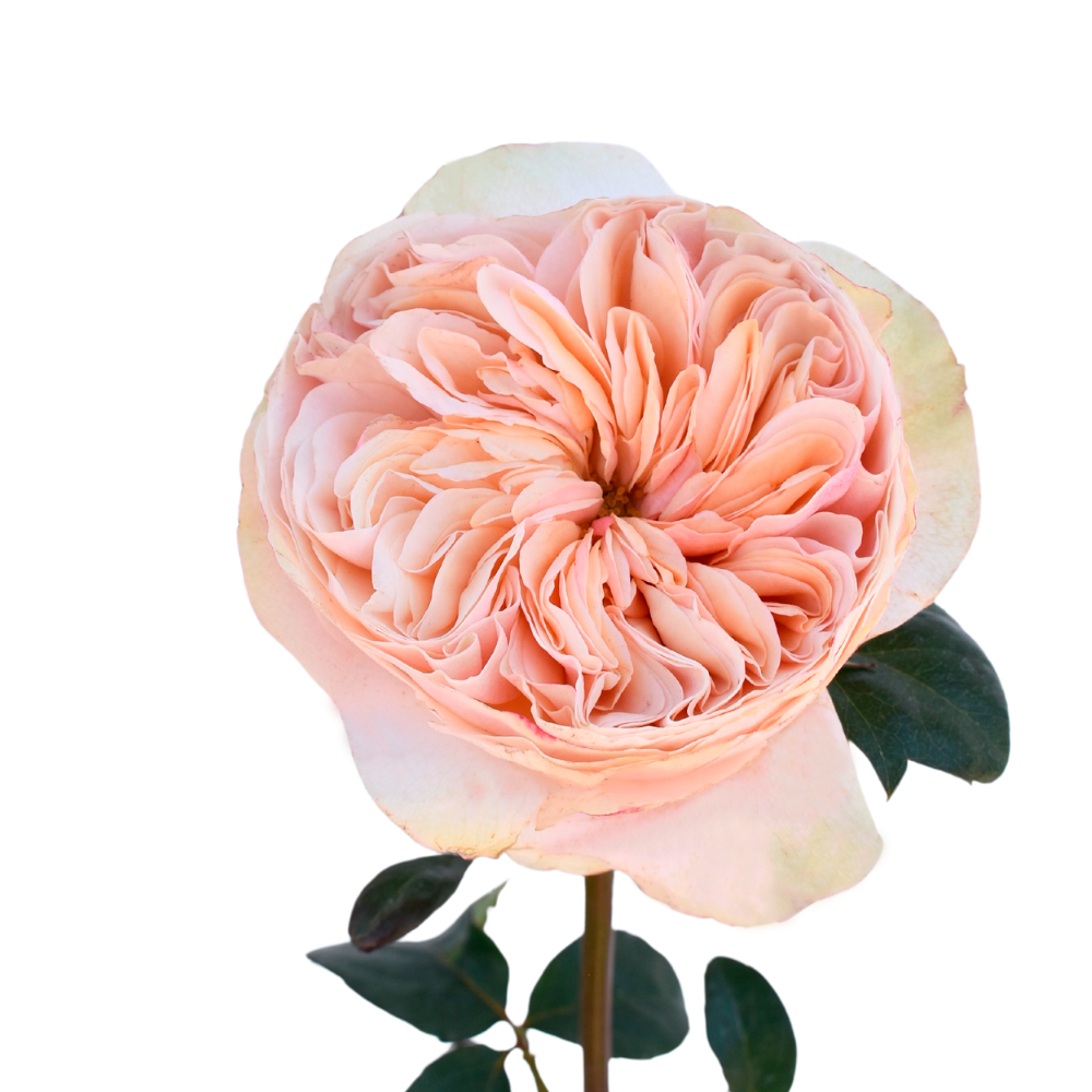 Tip Top — wholesale roses