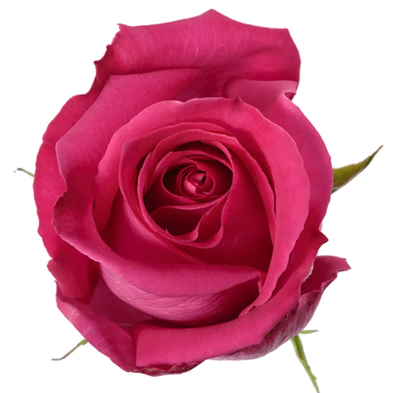 Topaz Rose