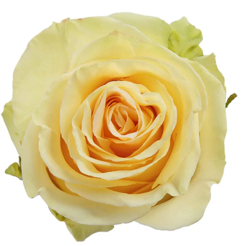 Toscana Rose
