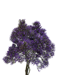Trachelium Corine Mystic Blue — wholesale