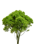 Trachelium Green — wholesale