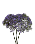 Trachelium Corine Purple — wholesale