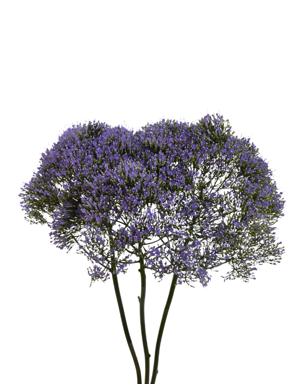 Trachelium Corine Purple — wholesale