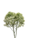 Trachelium Corine White — wholesale