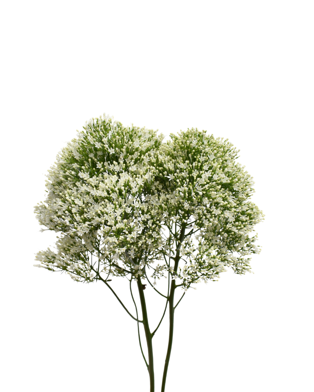 Trachelium Corine White — wholesale